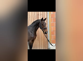 Oldenburger, Stute, 9 Jahre, 166 cm, Brauner