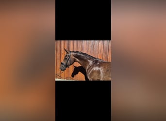 Oldenburger, Stute, 9 Jahre, 166 cm, Dunkelbrauner