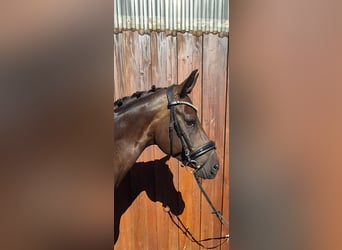 Oldenburger, Stute, 9 Jahre, 166 cm, Dunkelbrauner