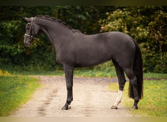 Oldenburger, Stute, 9 Jahre, 166 cm, Dunkelfuchs