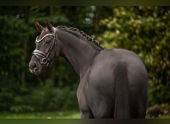 Oldenburger, Stute, 9 Jahre, 166 cm, Dunkelfuchs