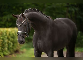 Oldenburger, Stute, 9 Jahre, 166 cm, Dunkelfuchs