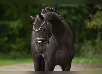 Oldenburger, Stute, 9 Jahre, 166 cm, Dunkelfuchs