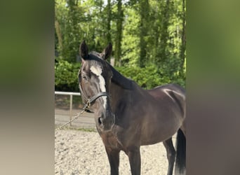 Oldenburger, Stute, 9 Jahre, 166 cm, Rappe