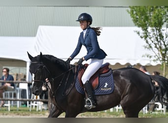 Oldenburger, Stute, 9 Jahre, 166 cm, Rappe