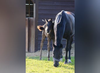 Oldenburger, Stute, 9 Jahre, 166 cm, Rappe