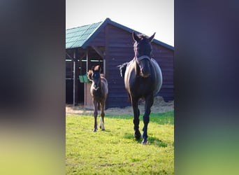 Oldenburger, Stute, 9 Jahre, 166 cm, Rappe