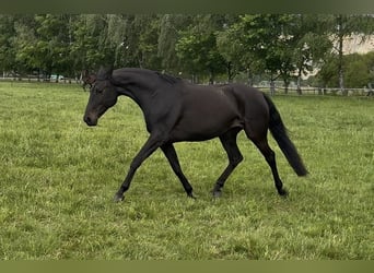 Oldenburger, Stute, 9 Jahre, 166 cm, Schwarzbrauner