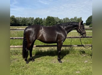 Oldenburger, Stute, 9 Jahre, 166 cm, Schwarzbrauner