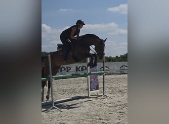Oldenburger, Stute, 9 Jahre, 170 cm, Brauner