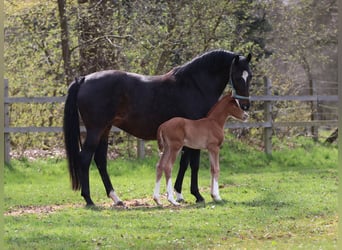 Oldenburger, Stute, 9 Jahre, 170 cm, Dunkelbrauner