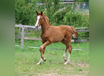Oldenburger, Stute, 9 Jahre, 170 cm, Dunkelbrauner