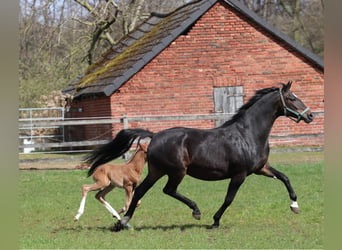 Oldenburger, Stute, 9 Jahre, 170 cm, Dunkelbrauner