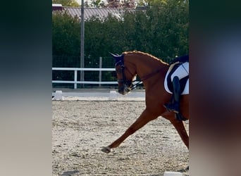Oldenburger, Stute, 9 Jahre, 170 cm, Dunkelfuchs