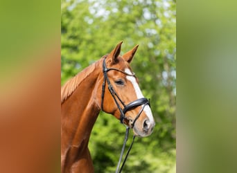 Oldenburger, Stute, 9 Jahre, 170 cm, Fuchs