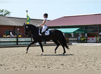 Oldenburger, Stute, 9 Jahre, 170 cm, Rappe