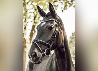 Oldenburger, Stute, 9 Jahre, 170 cm, Rappe