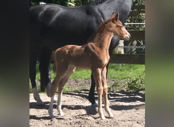 Oldenburger, Stute, 9 Jahre, 170 cm, Rappe