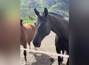 Oldenburger, Stute, 9 Jahre, 170 cm, Schwarzbrauner