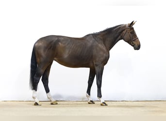 Oldenburger, Stute, 9 Jahre, 171 cm, Brauner