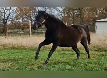 Oldenburger, Stute, 9 Jahre, 172 cm, Dunkelbrauner