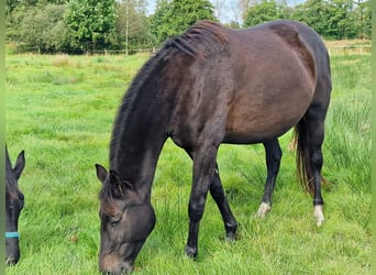 Oldenburger, Stute, 9 Jahre, 172 cm, Dunkelbrauner