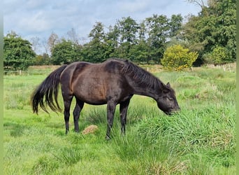 Oldenburger, Stute, 9 Jahre, 172 cm, Dunkelbrauner