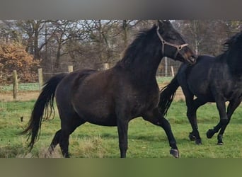 Oldenburger, Stute, 9 Jahre, 172 cm, Dunkelbrauner