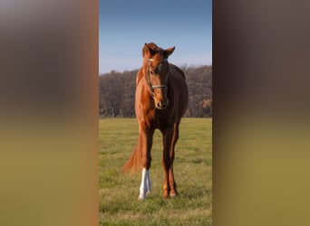 Oldenburger, Stute, 9 Jahre, 172 cm, Fuchs