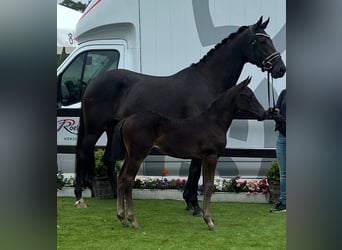 Oldenburger, Stute, 9 Jahre, 172 cm, Rappe