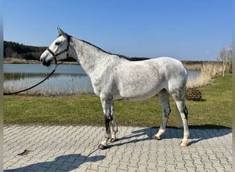 Oldenburger, Stute, 9 Jahre, 172 cm, Schimmel