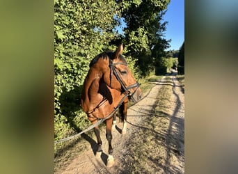 Oldenburger, Stute, 9 Jahre, 173 cm, Brauner