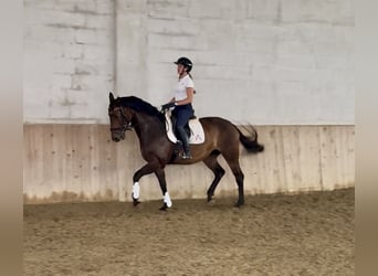 Oldenburger, Stute, 9 Jahre, 174 cm, Brauner