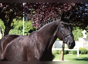 Oldenburger, Stute, 9 Jahre, 174 cm, Rappe