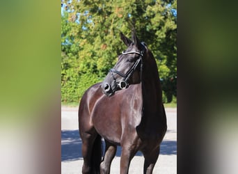 Oldenburger, Stute, 9 Jahre, 174 cm, Rappe