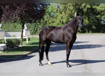 Oldenburger, Stute, 9 Jahre, 175 cm, Rappe