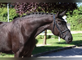 Oldenburger, Stute, 9 Jahre, 175 cm, Rappe