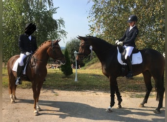 Oldenburger, Stute, 9 Jahre, 176 cm, Dunkelbrauner
