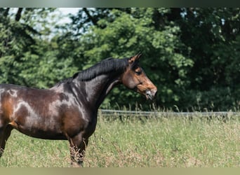 Oldenburger, Stute, 9 Jahre, 176 cm, Dunkelbrauner
