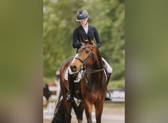 Oldenburger, Stute, 9 Jahre, 176 cm, Dunkelbrauner