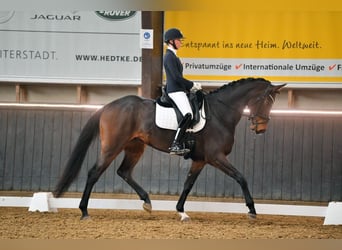 Oldenburger, Stute, 9 Jahre, 176 cm, Dunkelbrauner