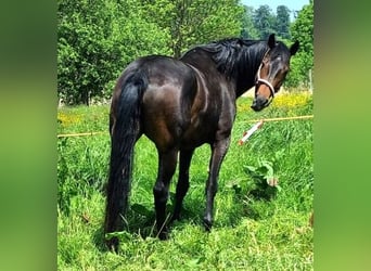 Oldenburger, Stute, 9 Jahre, 176 cm, Dunkelbrauner