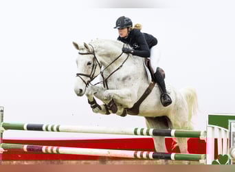 Oldenburger, Stute, 9 Jahre, 179 cm, Schimmel