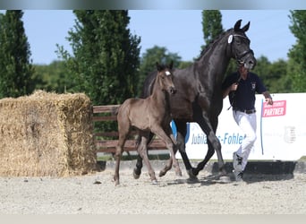 Oldenburger, Stute, , 165 cm, Rappe