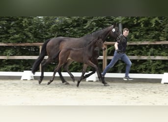 Oldenburger, Stute, , 168 cm, Dunkelbrauner