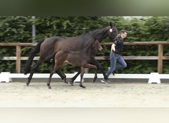 Oldenburger, Stute, , 168 cm, Dunkelbrauner