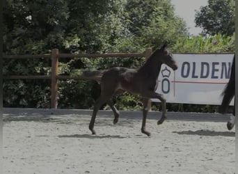 Oldenburger, Stute, Fohlen (06/2026), 168 cm, Rappe