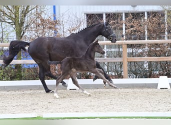 Oldenburger, Stute, , 168 cm, Rappe