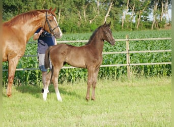 Oldenburger, Stute, Fohlen (04/2025), 168 cm, Rappe