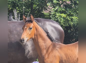Oldenburger, Stute, Fohlen (06/2026), 169 cm, Brauner